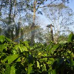Impact sprinkler watering coffee plants in the Central Highlands of Vietnam