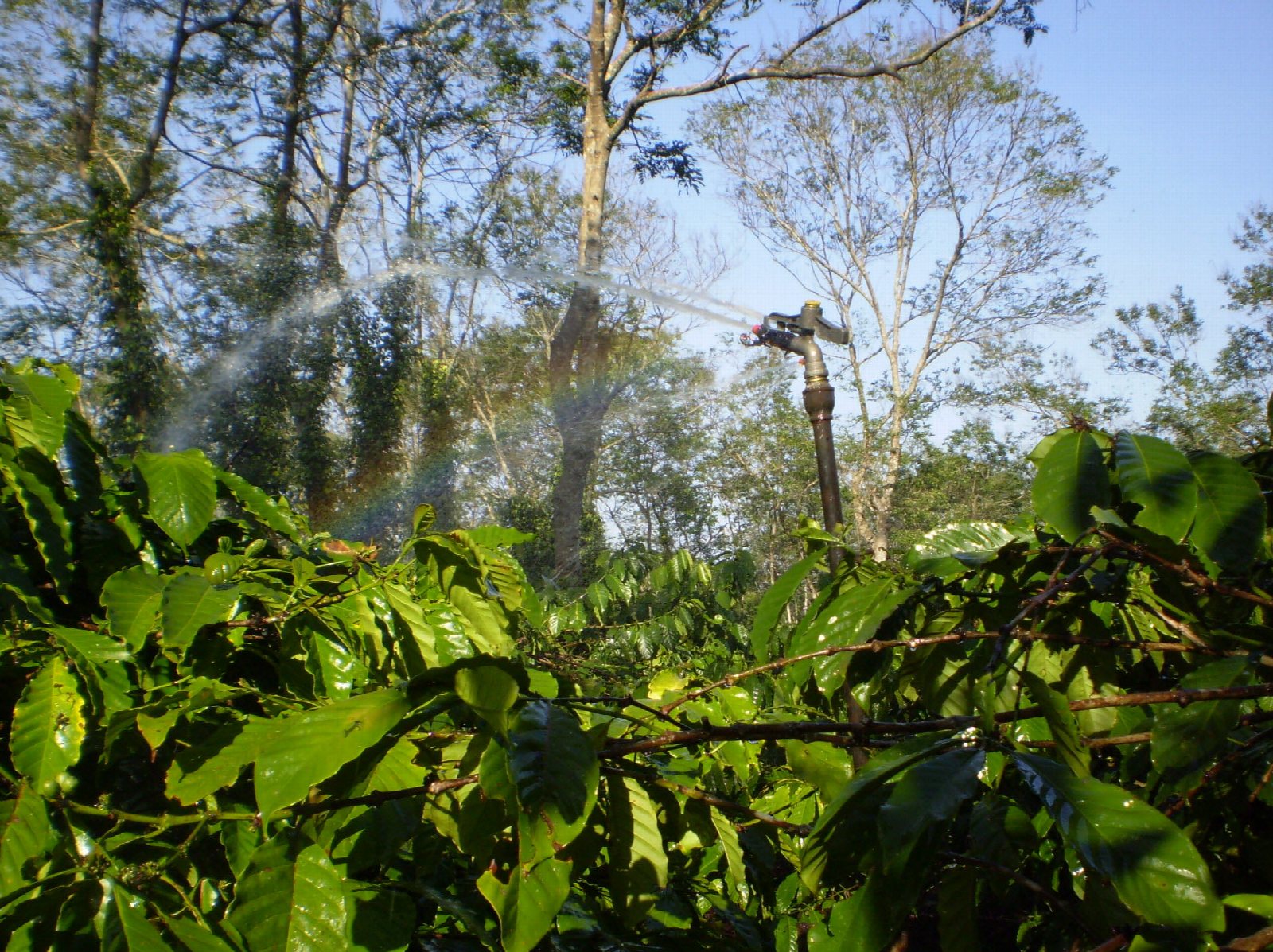 Impact sprinkler watering coffee plants in the Central Highlands of Vietnam