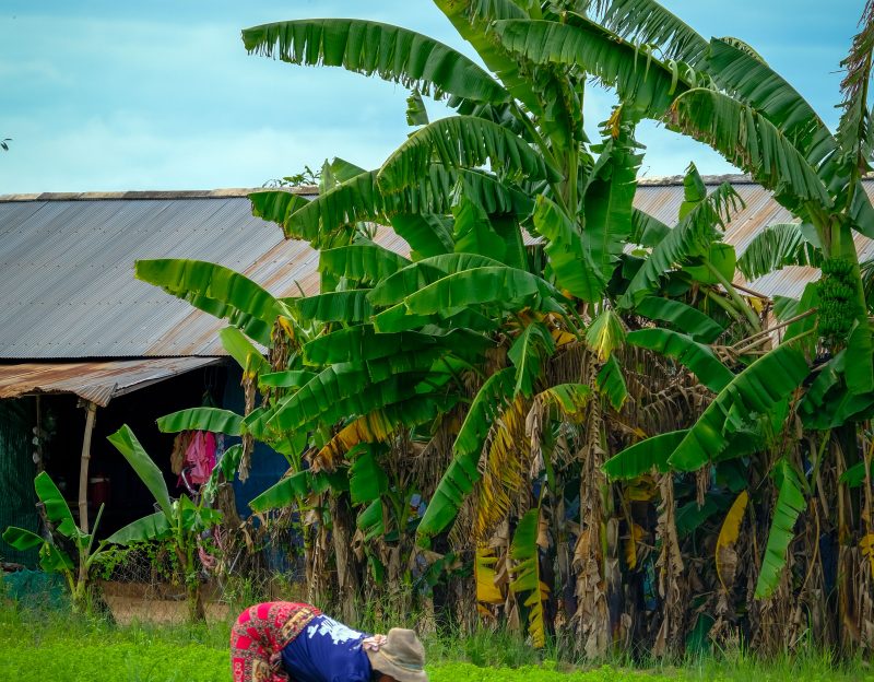 Cambodian agriculture photography