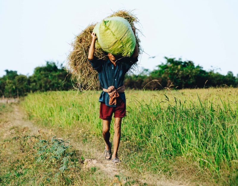 Cambodian agriculture photography