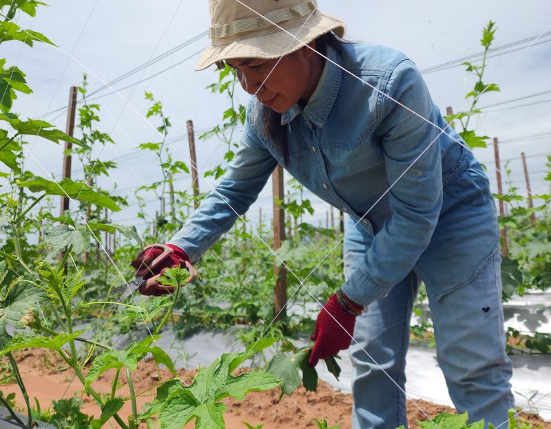 Cambodian agriculture photography